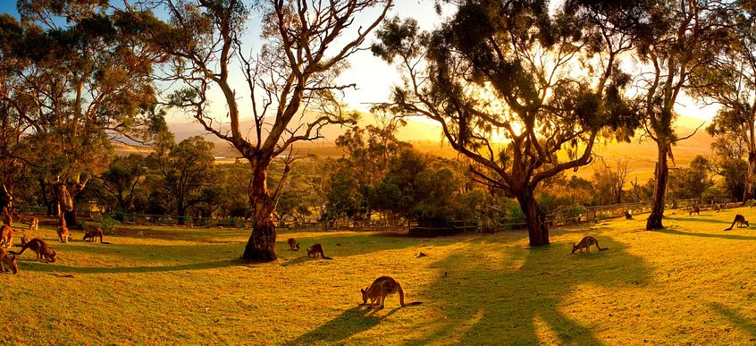 波諾朗野生動物保護基地 Bonorong Wildlife Sanctuary