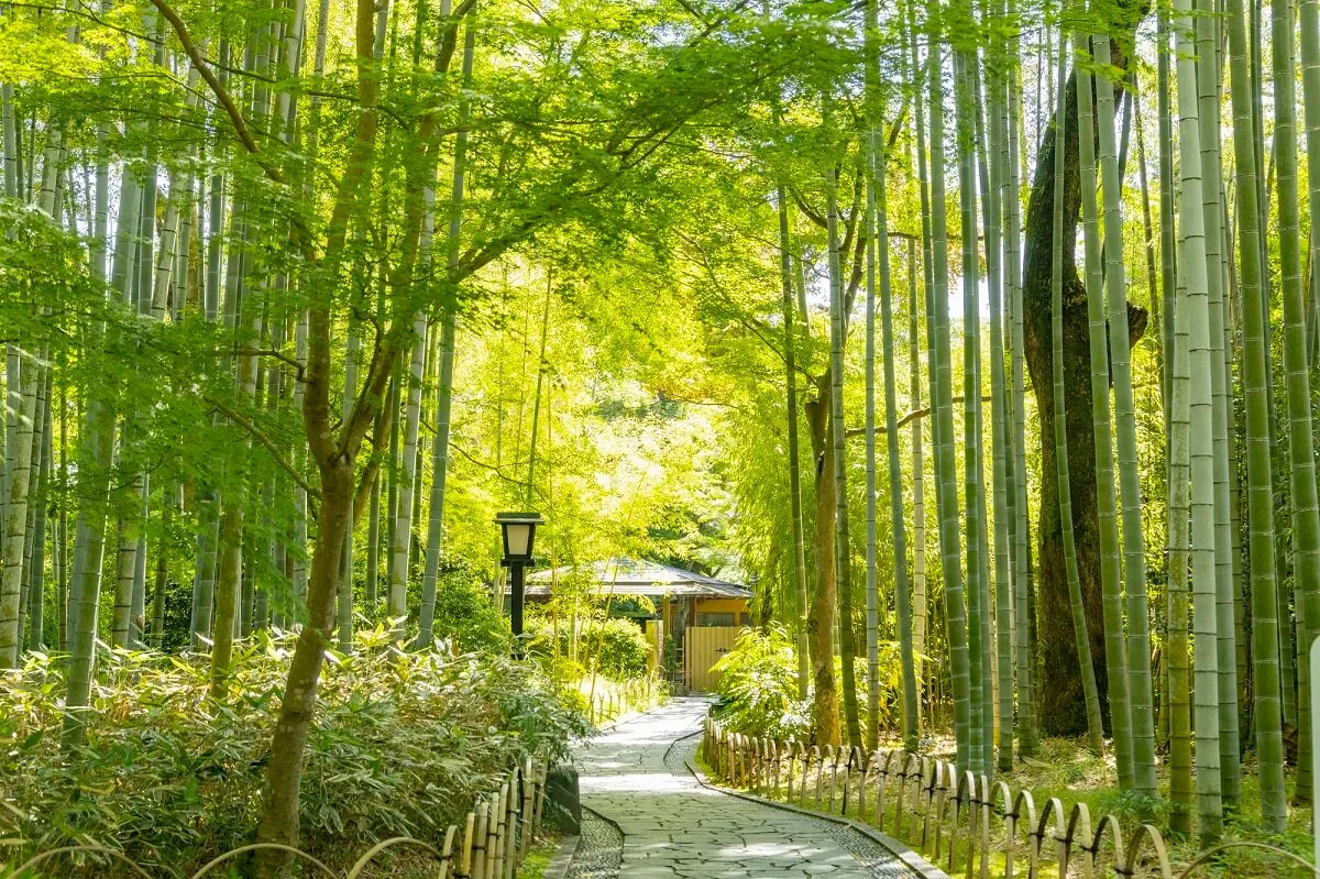 修善寺竹林小徑