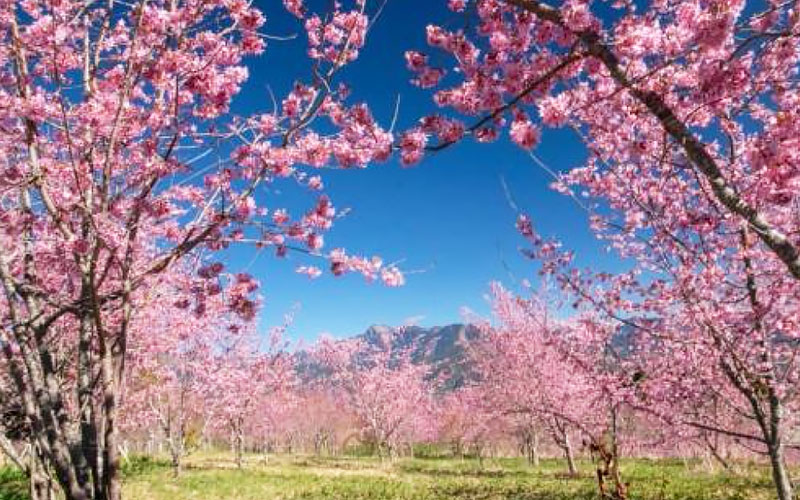 武陵茶莊櫻花道