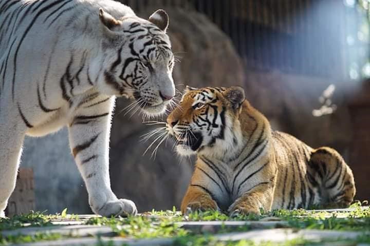 華欣Safari & Adventure Park