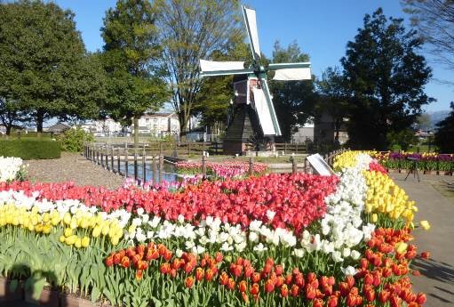 礪波鬱金香公園(2023.4.22-5.5)